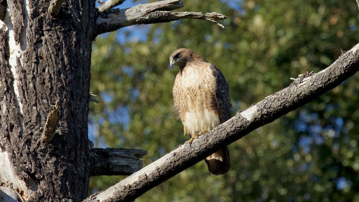 Rotschwanzbussard - ML646326926