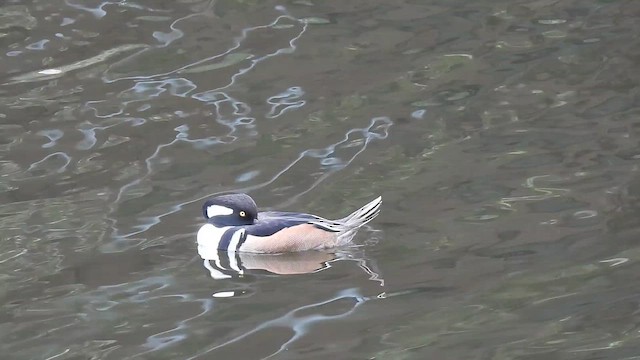 Hooded Merganser - ML646326927