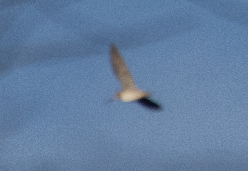 アメリカタシギ - ML646326928