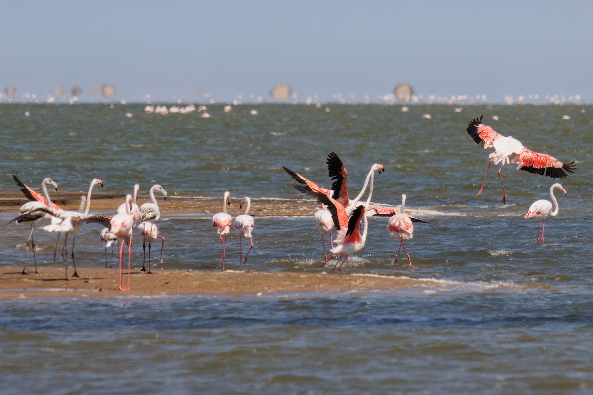פלמינגו גדול - ML646326929
