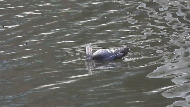 Hooded Merganser - ML646326930