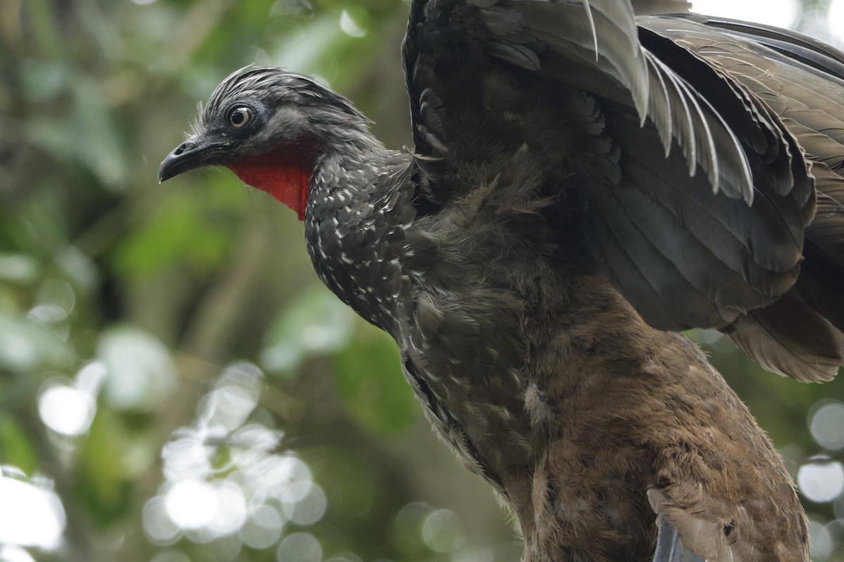 オビオシャクケイ - ML646326933