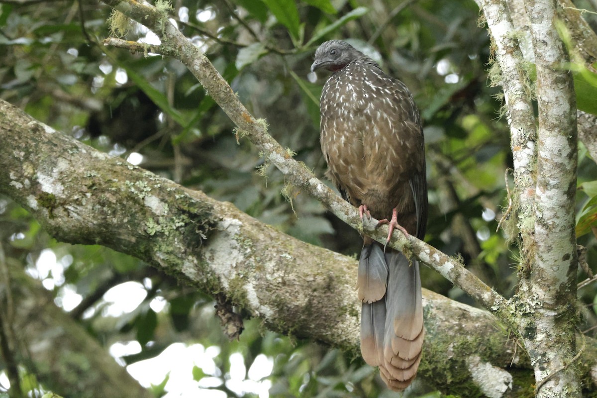 オビオシャクケイ - ML646326934