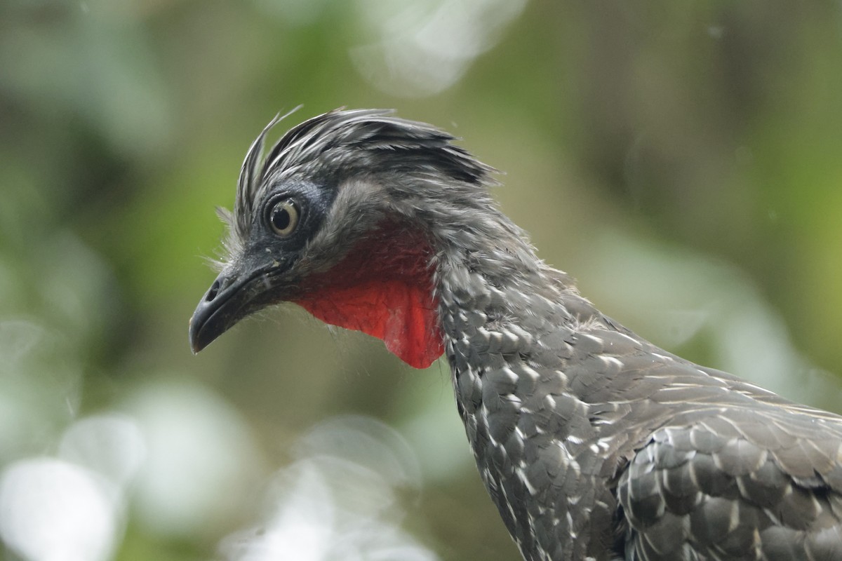 オビオシャクケイ - ML646326935