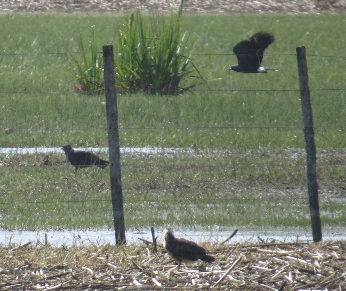 Snail Kite - ML646326936