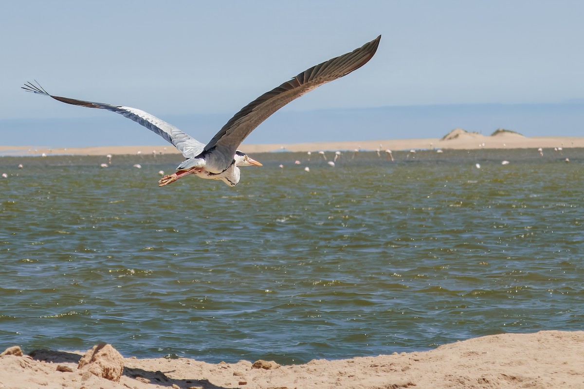 אנפה אפורה - ML646326937