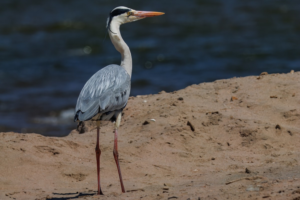 אנפה אפורה - ML646326938