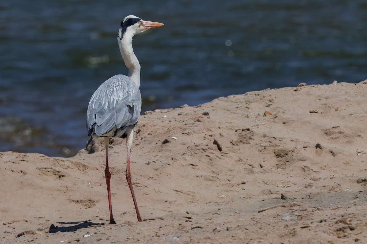 אנפה אפורה - ML646326939