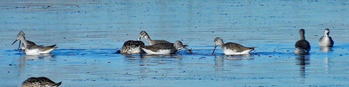 Greater Yellowlegs - ML646326940