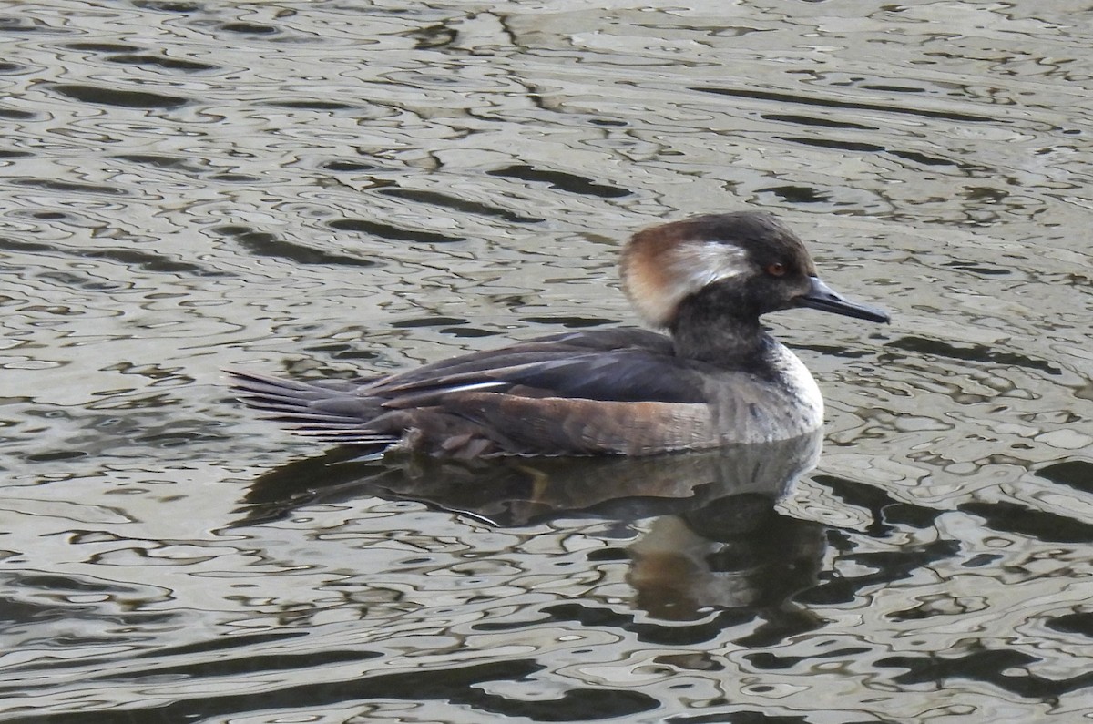 Hooded Merganser - ML646326941
