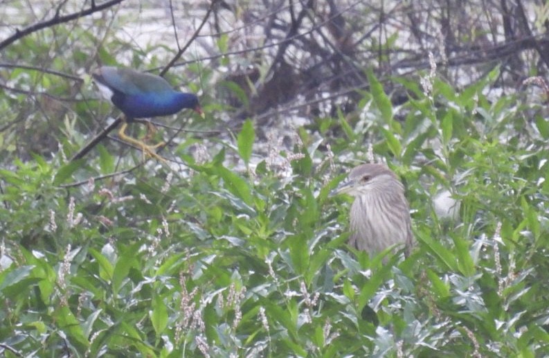 Малая султанка - ML646326942