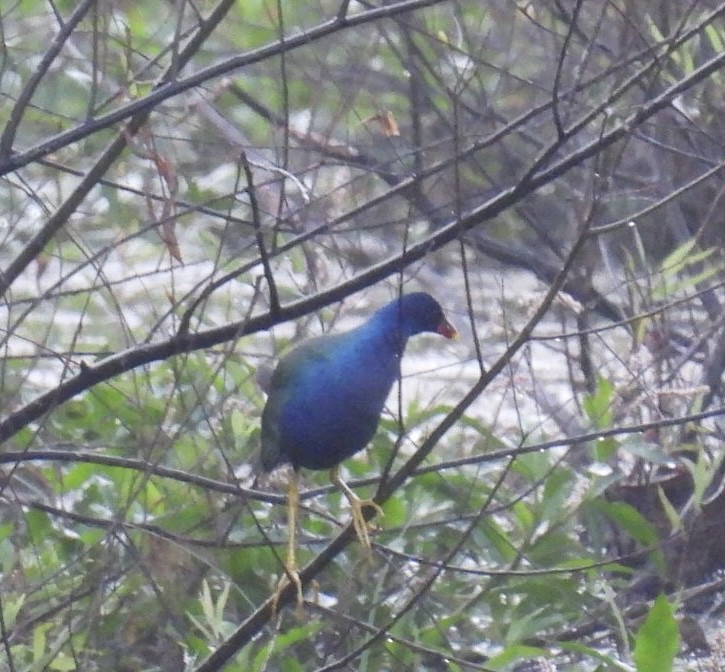 Малая султанка - ML646326943