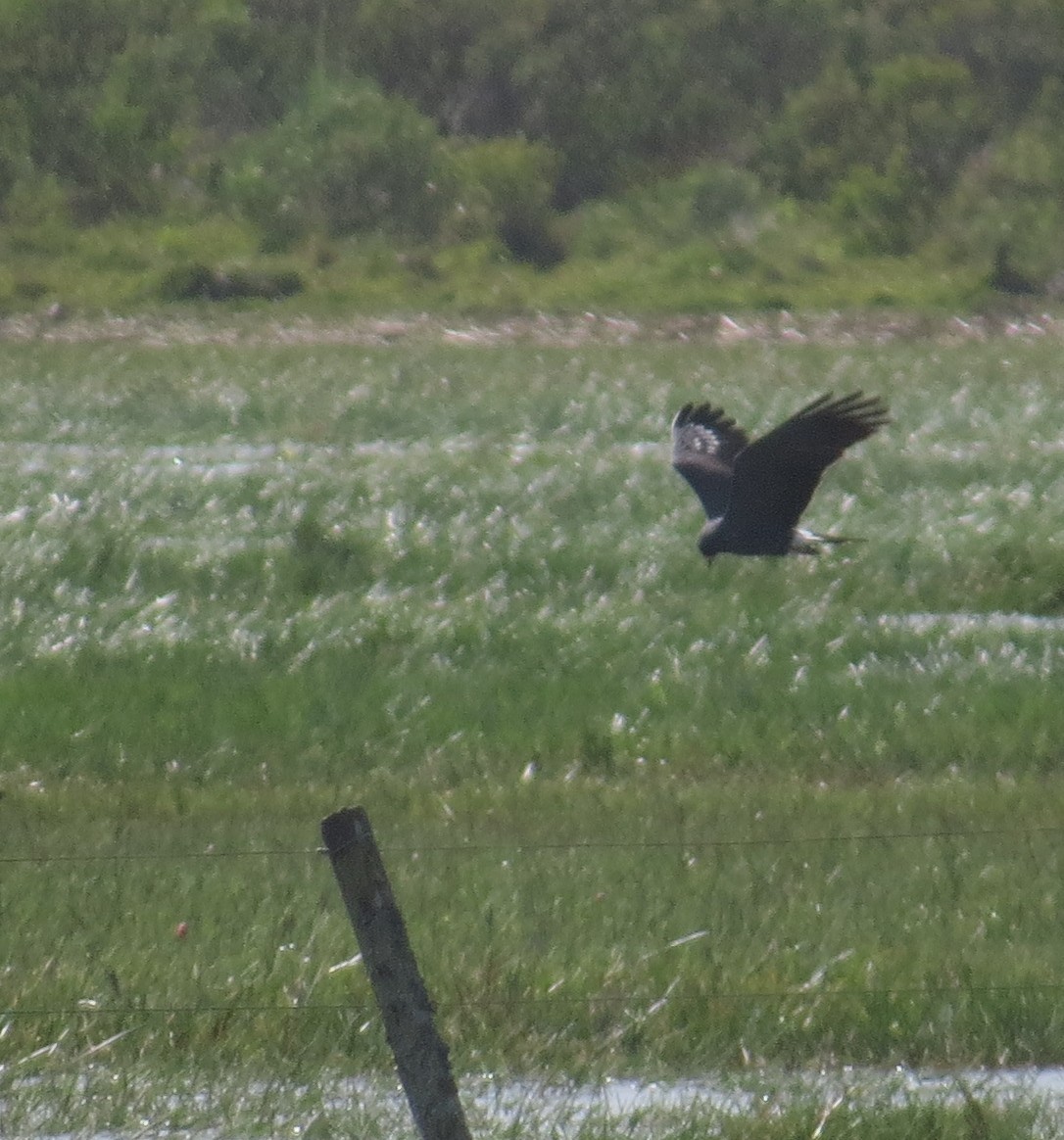 Snail Kite - ML646326952