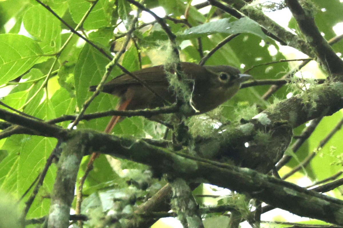 ミヤママユカマドドリ - ML646326954