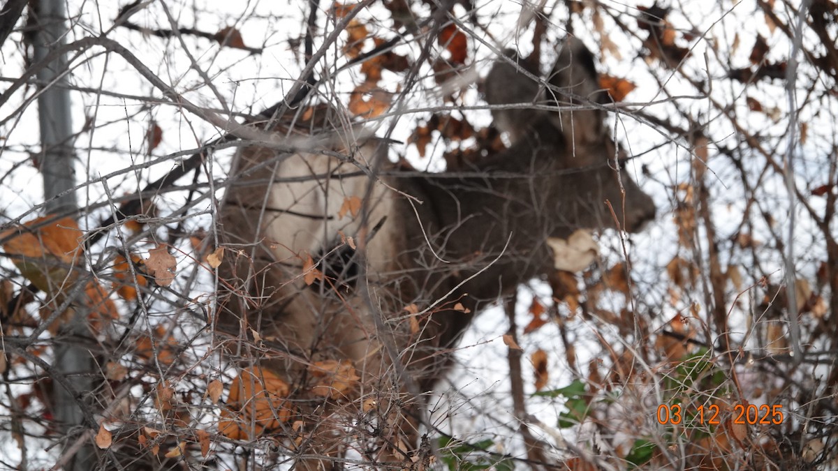 Animals - ML646326958