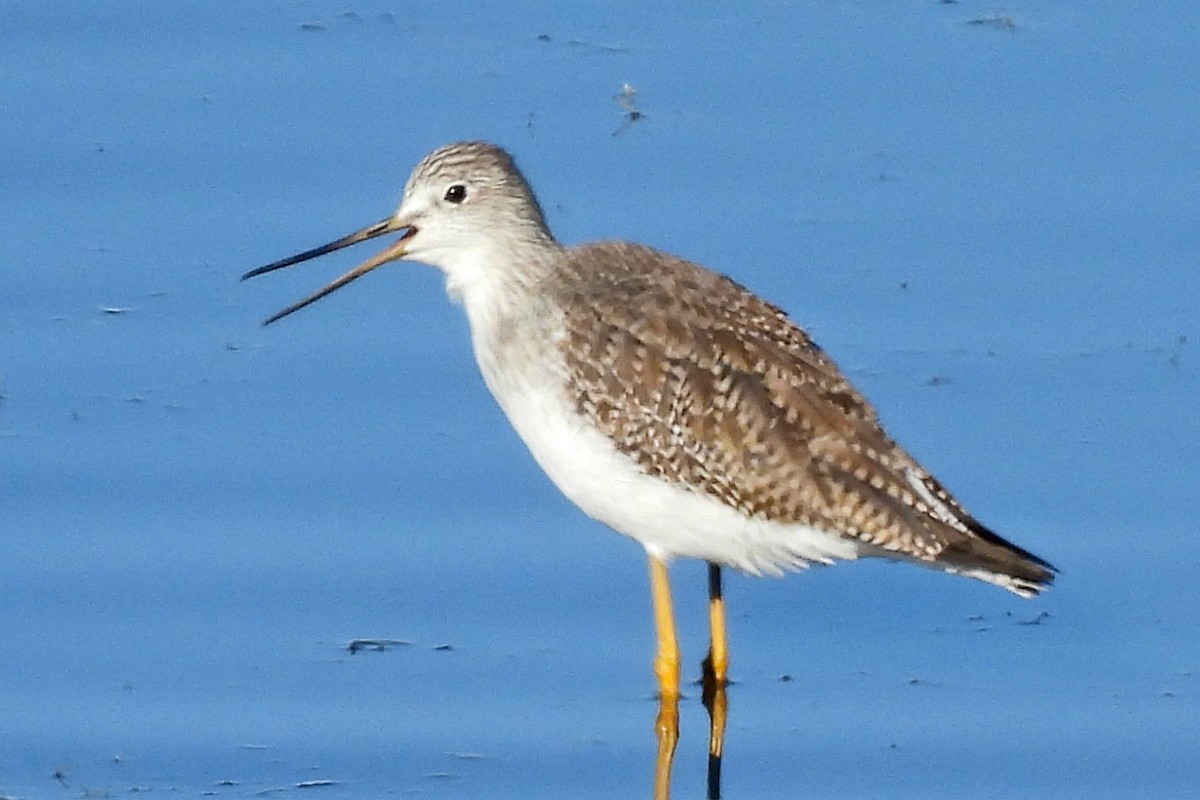 Greater Yellowlegs - ML646326959