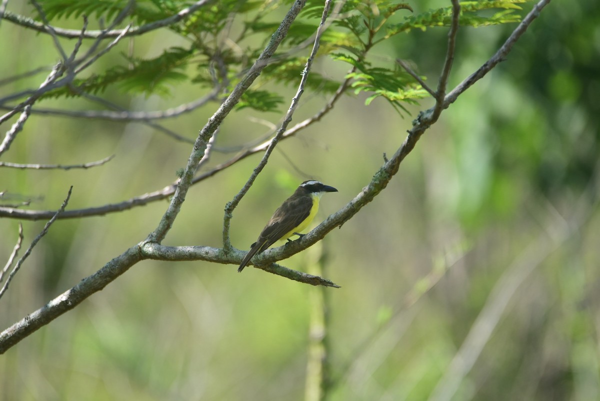 Пітанга-великодзьоб - ML646326960