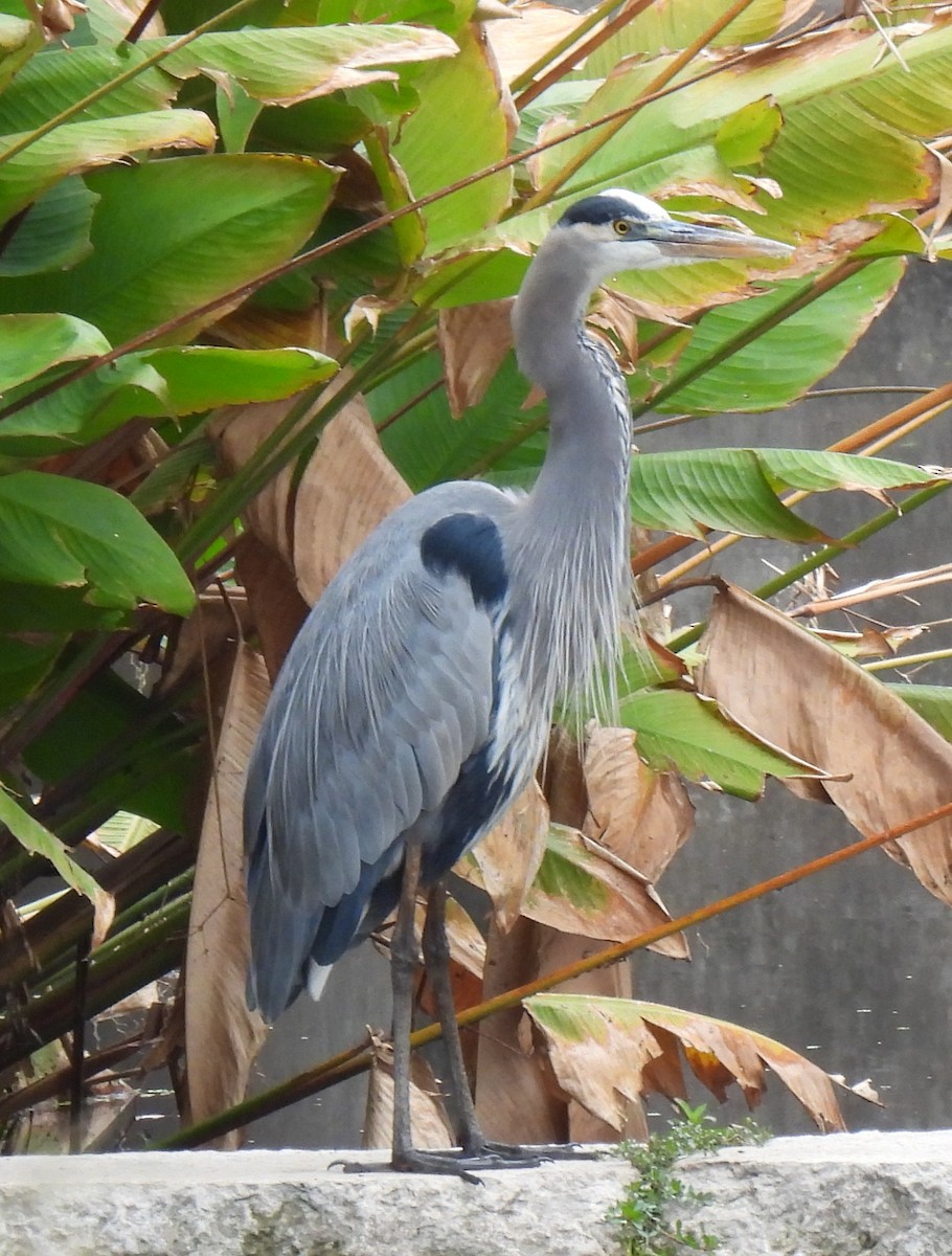 Great Blue Heron - ML646326961