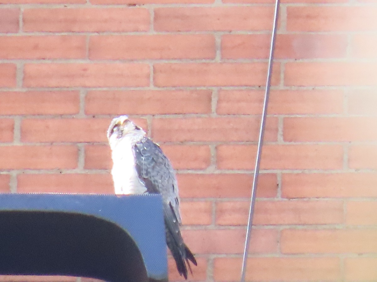 Peregrine Falcon - ML646326962