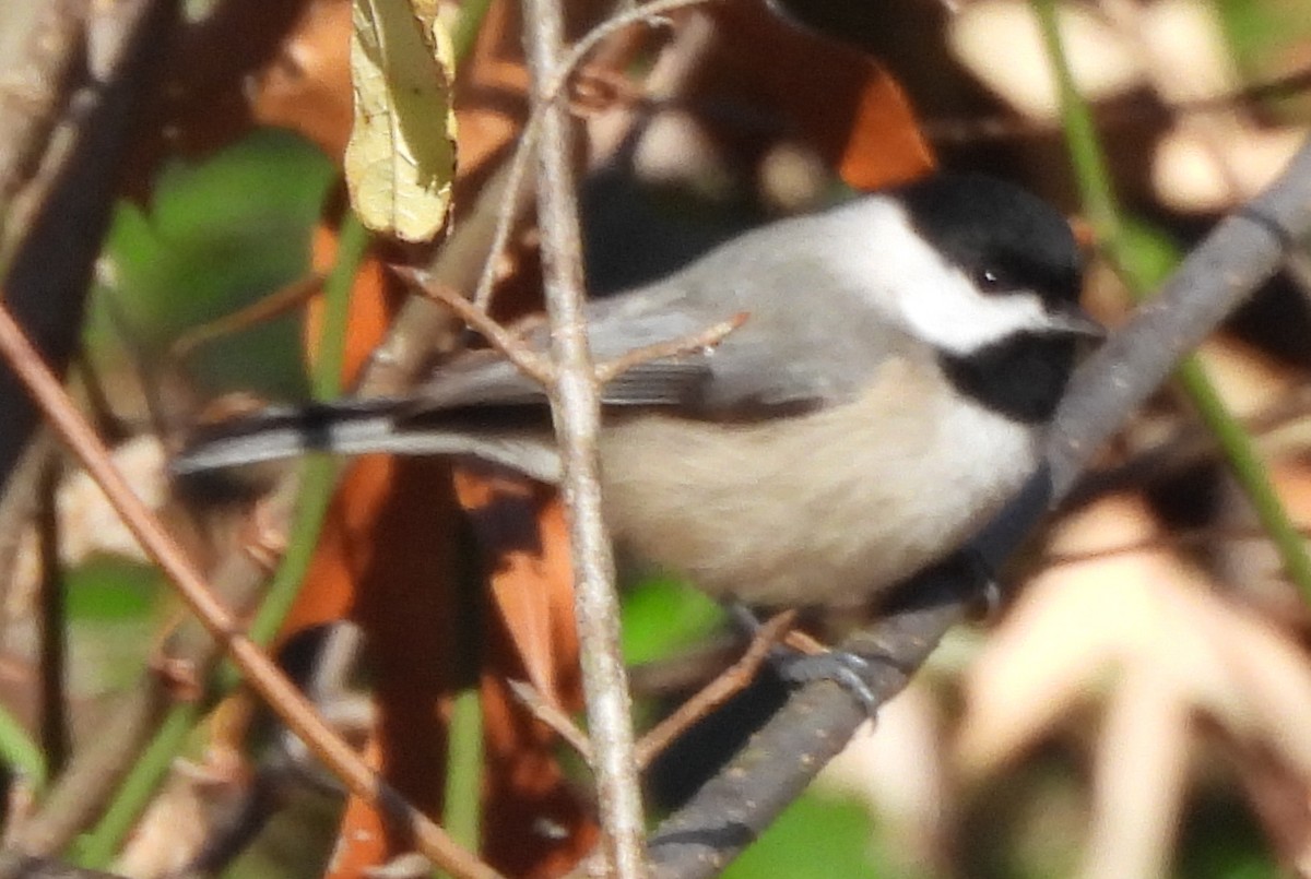 Carolina Chickadee - ML646326963