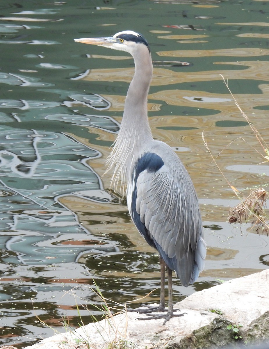 Great Blue Heron - ML646326964