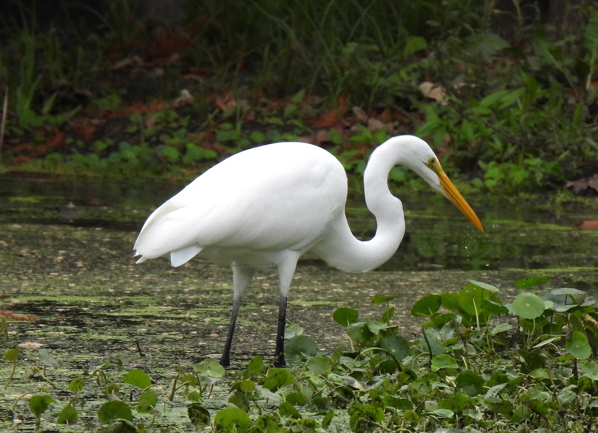 Great Egret - ML646326967