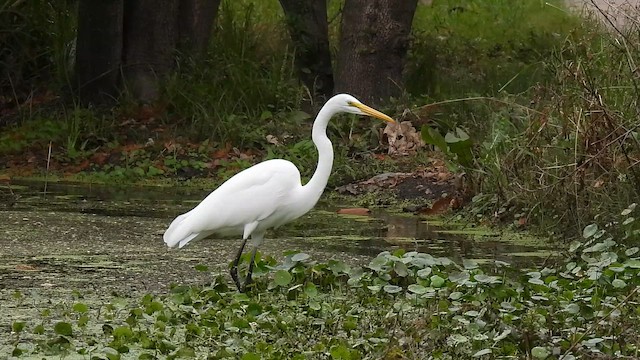 Great Egret - ML646326974