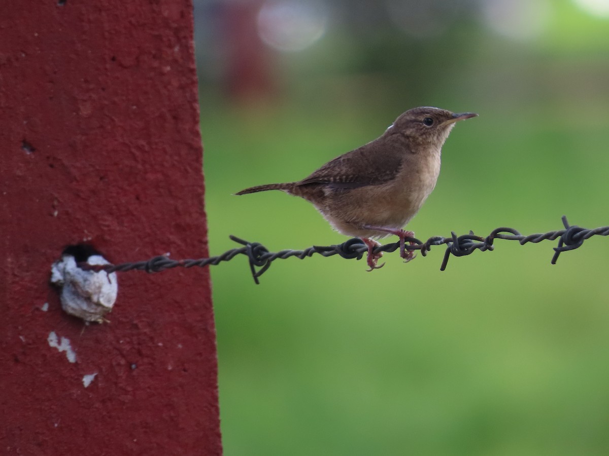 Southern House Wren - ML646326983