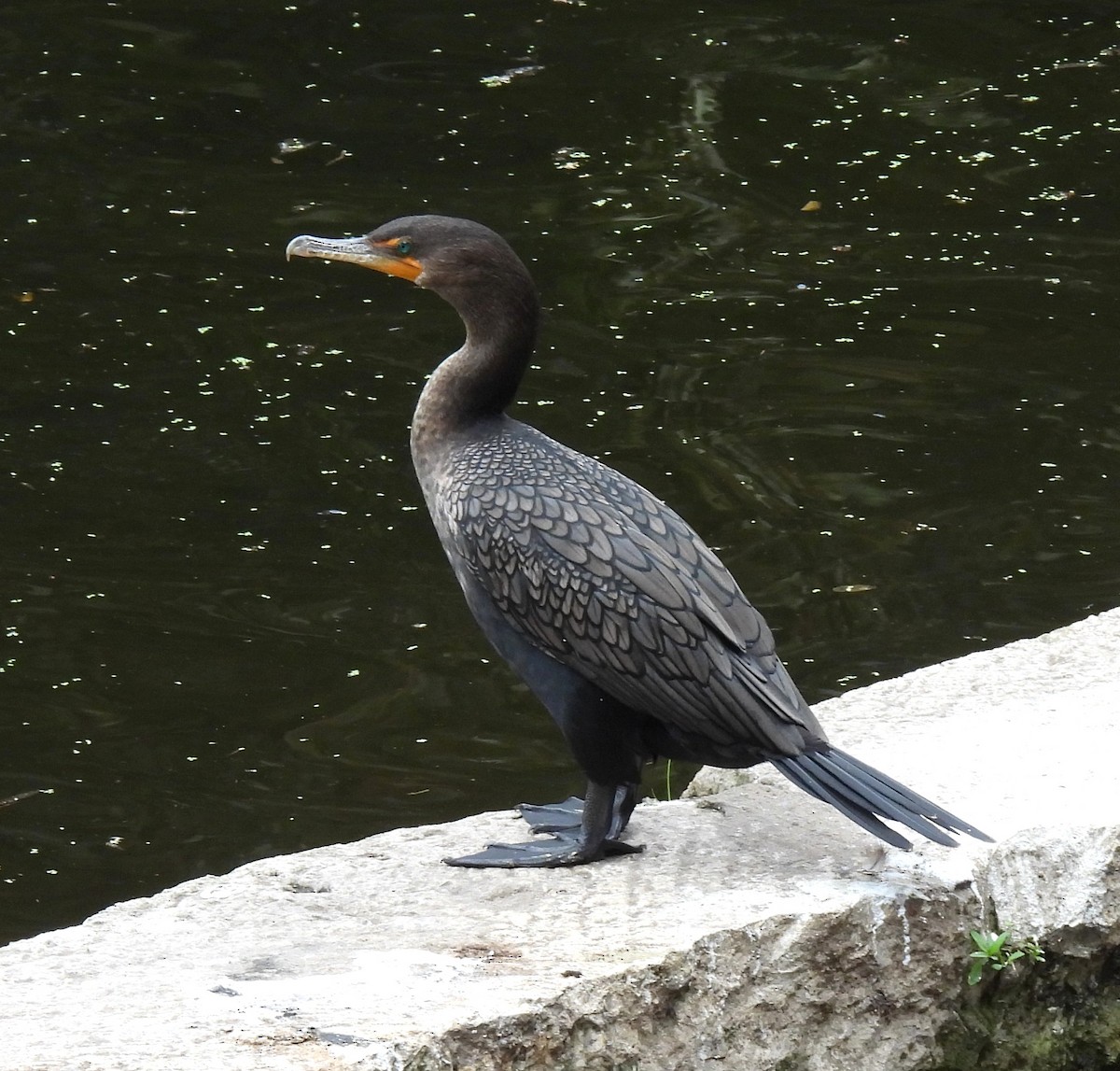 Double-crested Cormorant - ML646326985
