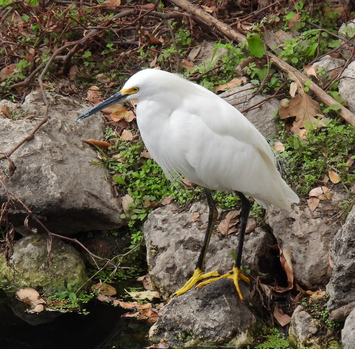 Snowy Egret - ML646326988
