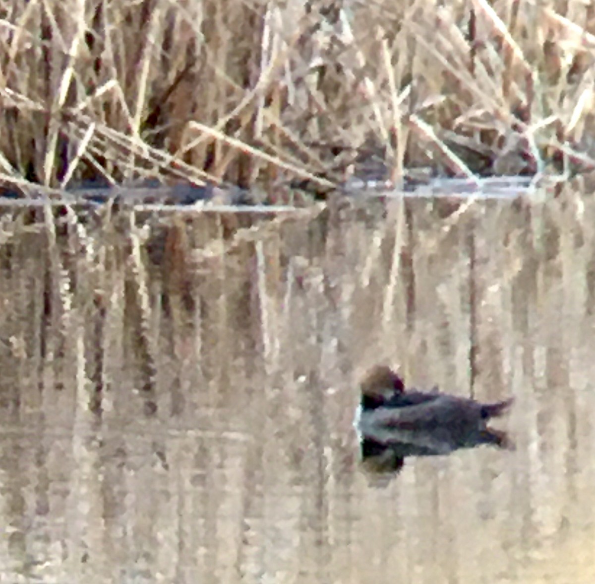 Hooded Merganser - ML646326989