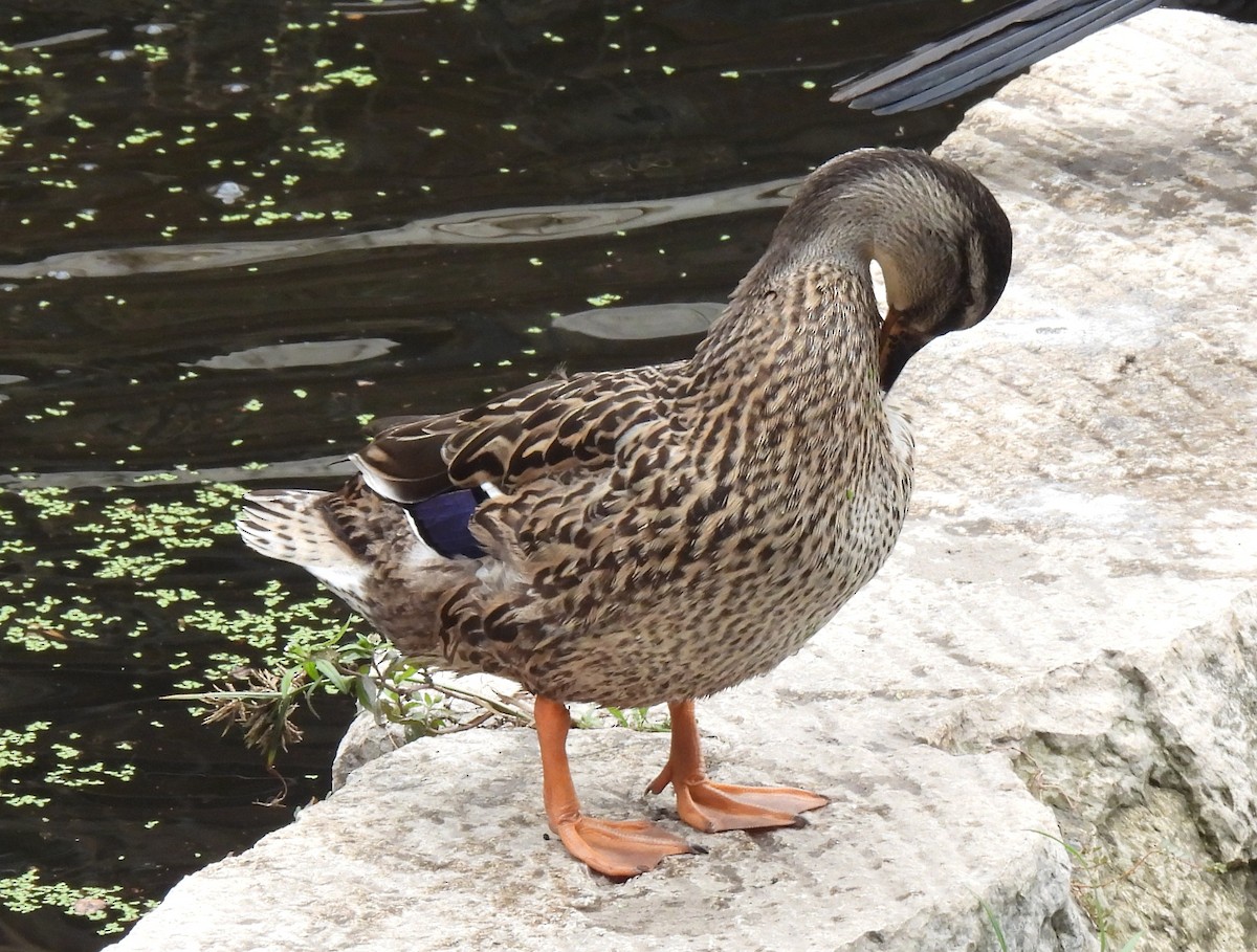 Mallard (Domestic type) - ML646326991