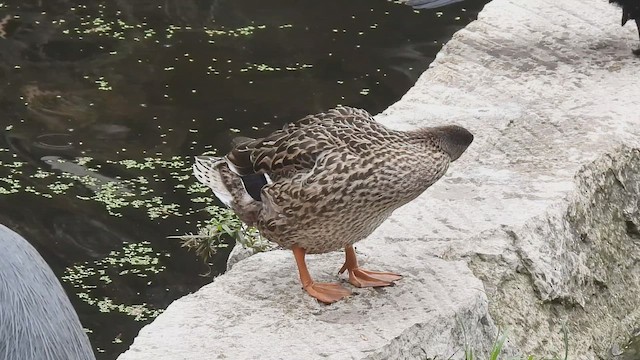 Mallard (Domestic type) - ML646326993