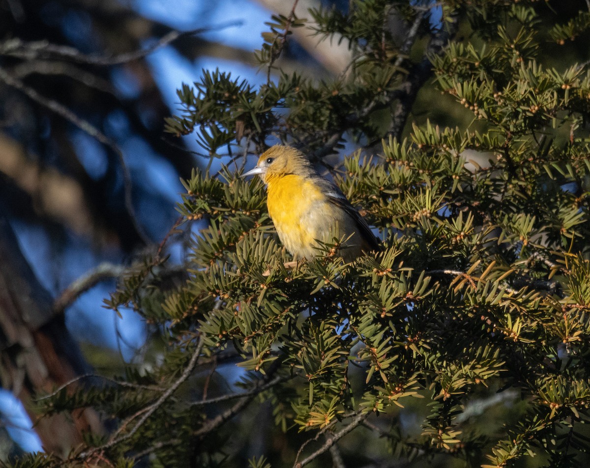 Baltimore Oriole - ML646327000