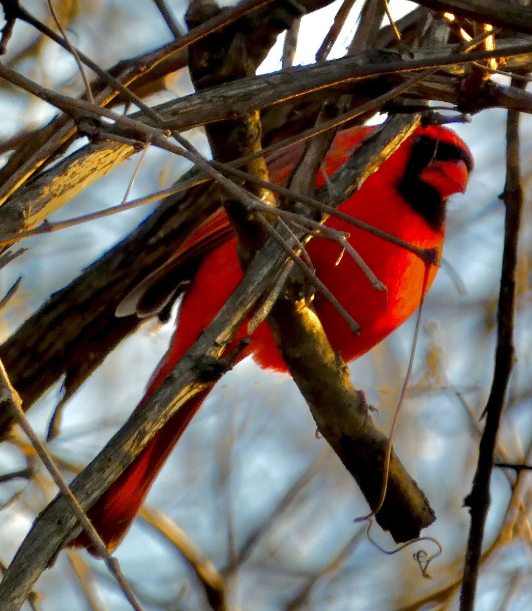 Cardinal rouge - ML646327005