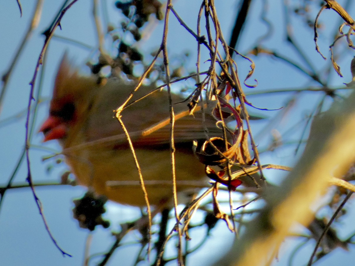 Cardinal rouge - ML646327006