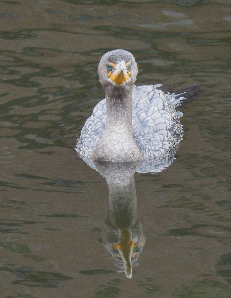 Double-crested Cormorant - ML646327007