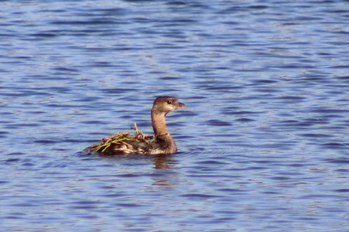 Pied-billed Grebe - ML646327008