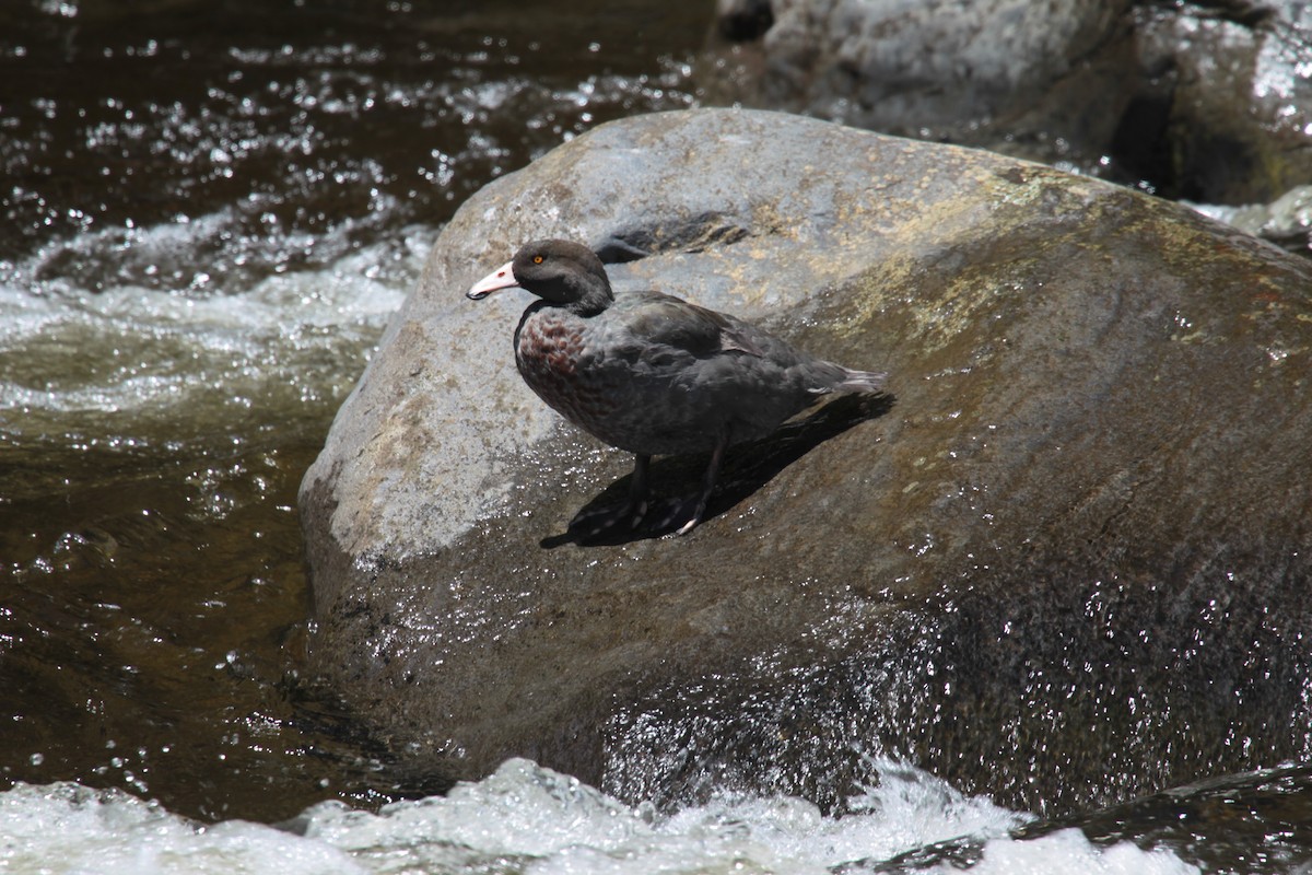 Blue Duck - ML646327011