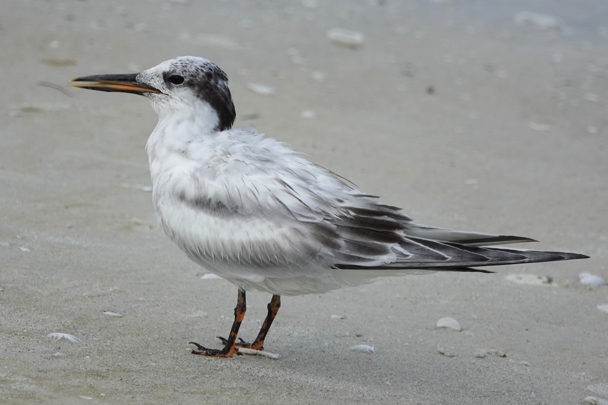 Forster's Tern - ML646327013