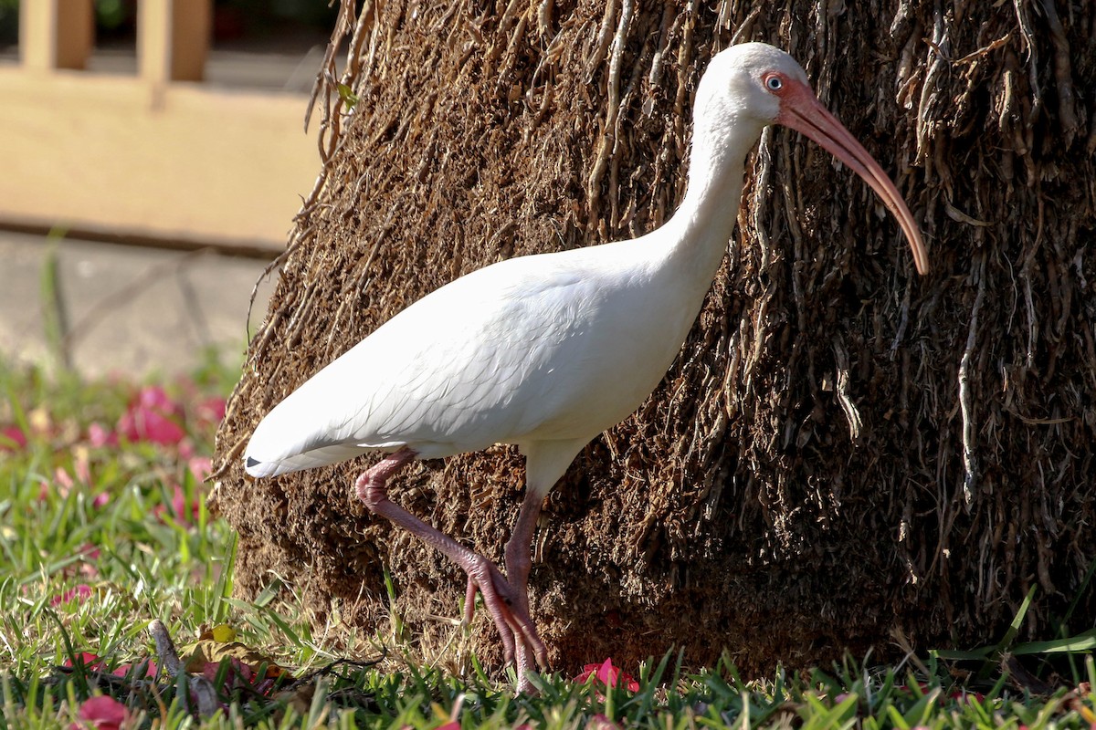 White Ibis - ML646327015