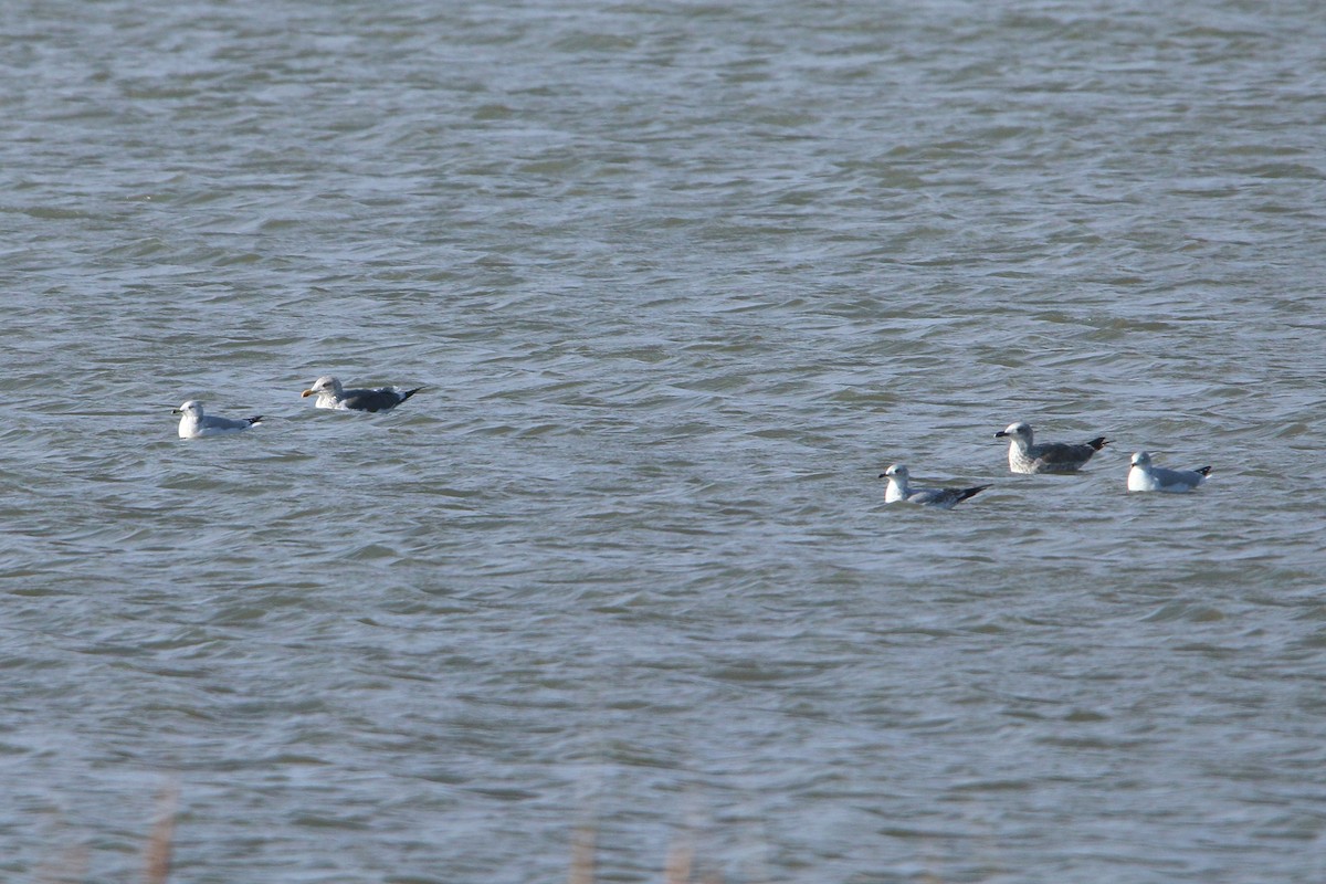 Lesser Black-backed Gull - ML646327018