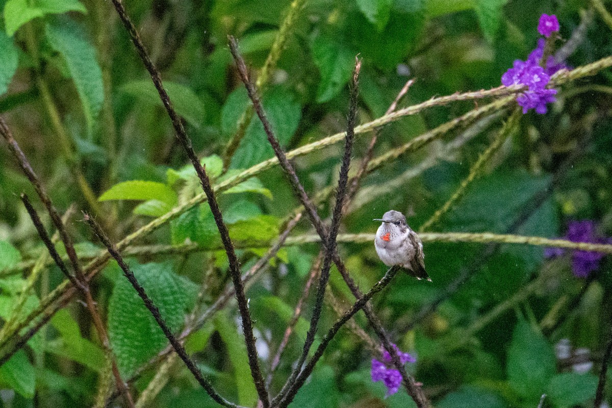 Ruby-throated Hummingbird - ML646327019