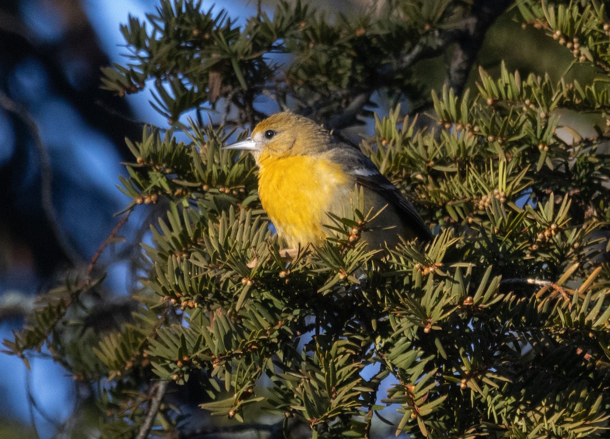 Baltimore Oriole - ML646327020