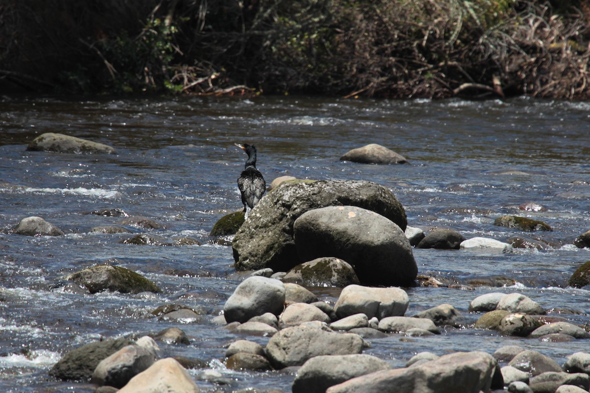 Cormorán Grande - ML646327022