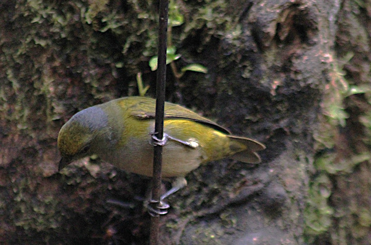 Orange-bellied Euphonia - ML646327023