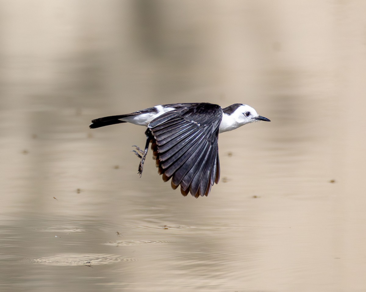 Віюдита чорноспинна - ML646327025