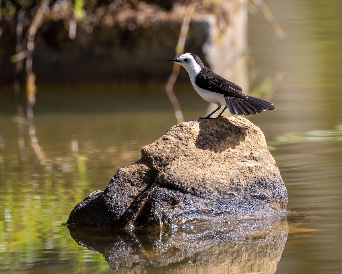 Віюдита чорноспинна - ML646327026