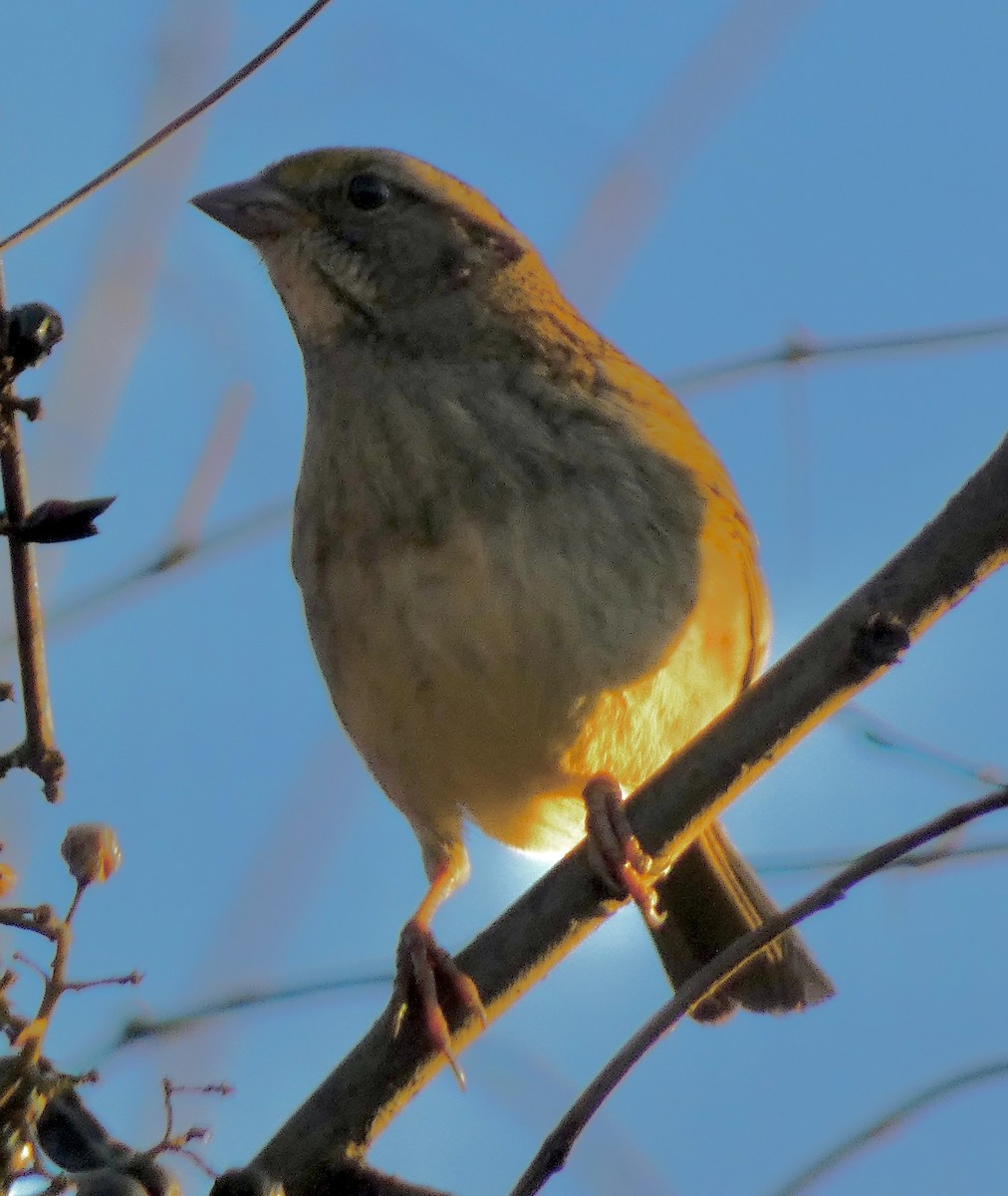 White-throated Sparrow - ML646327027