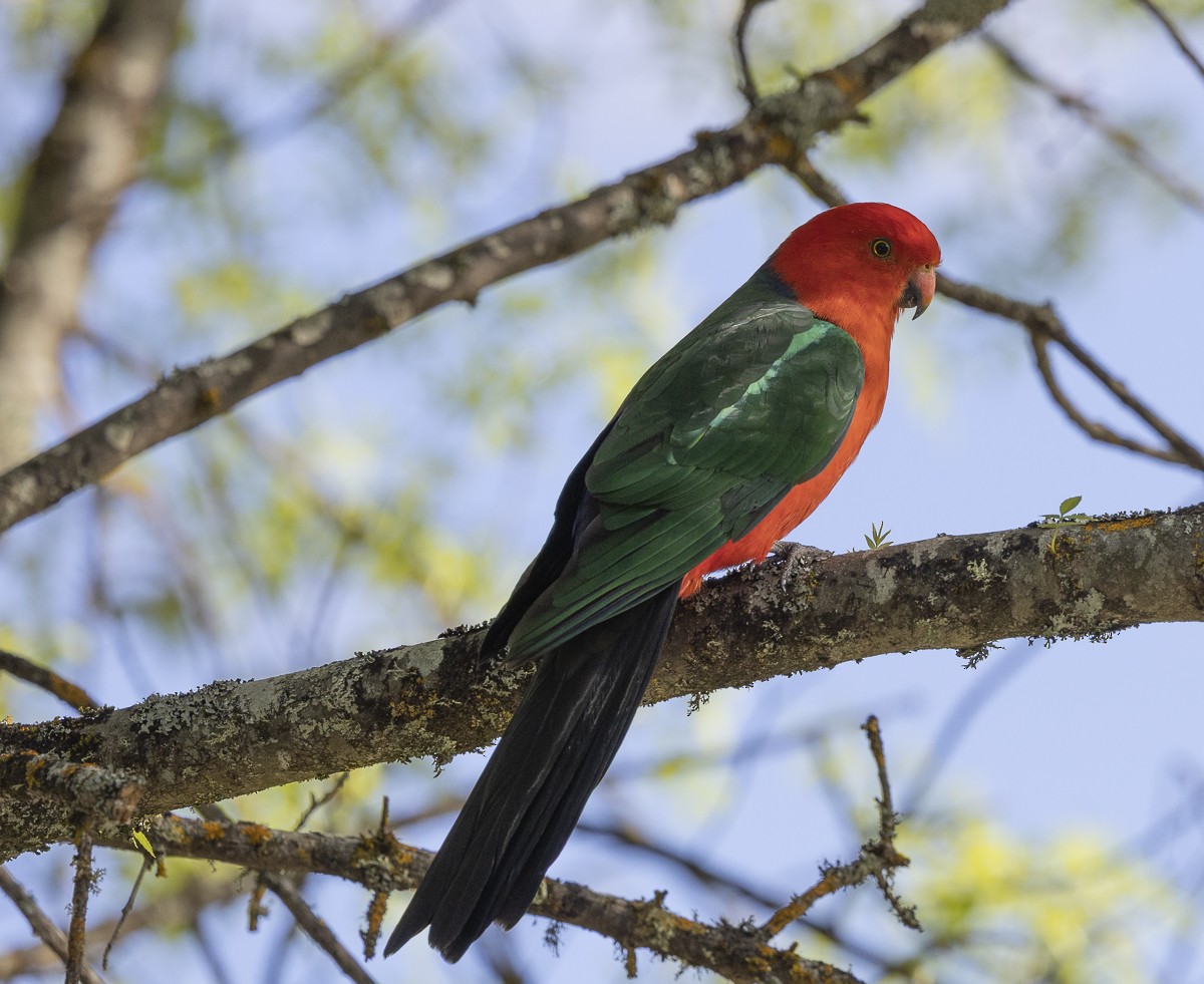 Avustralya Kral Papağanı - ML646327028